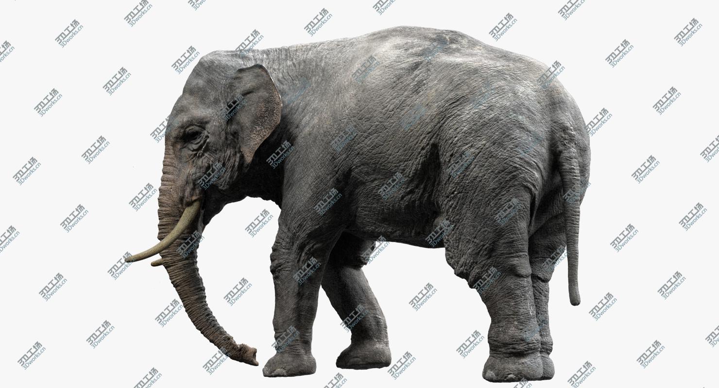 images/goods_img/202104093/Asian Elephant Anatomy 3D model/4.jpg